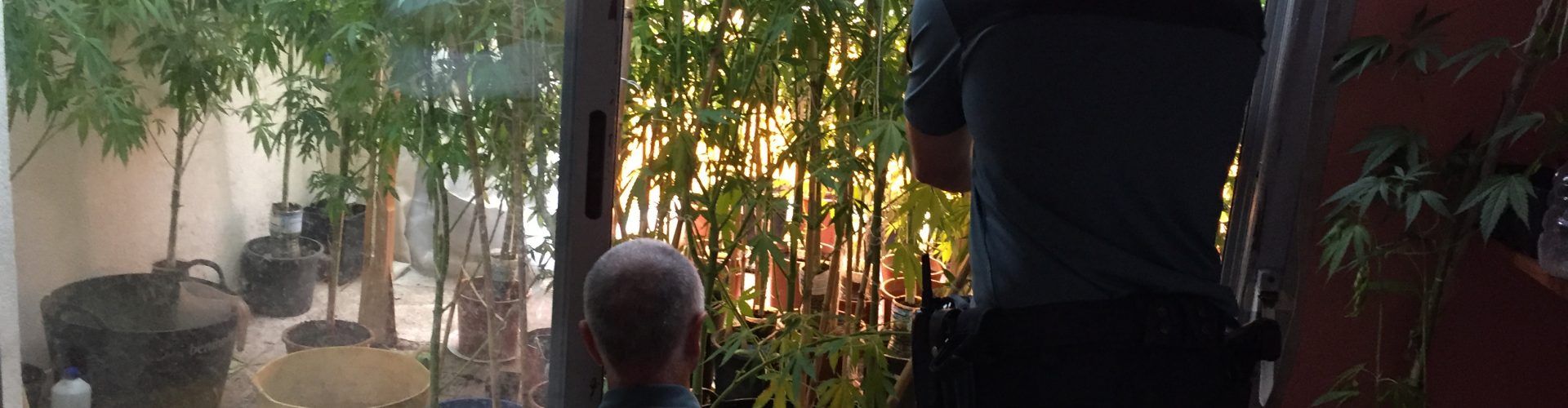 Tres detenidos en Benicarló por cultivo de marihuana en tres domicilios