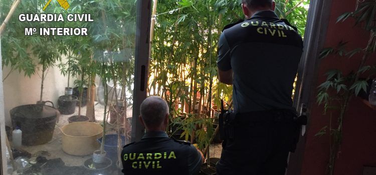 Tres detenidos en Benicarló por cultivo de marihuana en tres domicilios