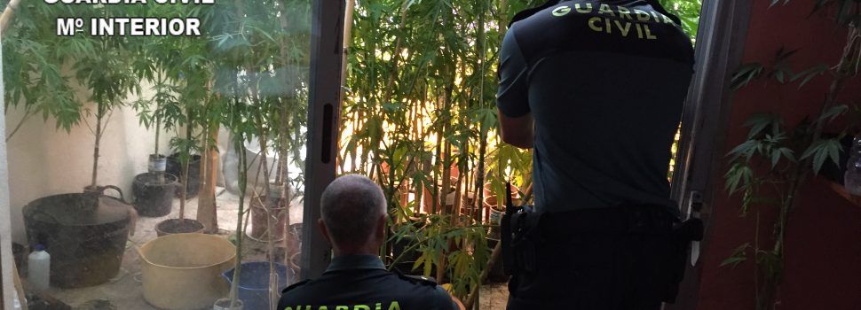 Tres detenidos en Benicarló por cultivo de marihuana en tres domicilios