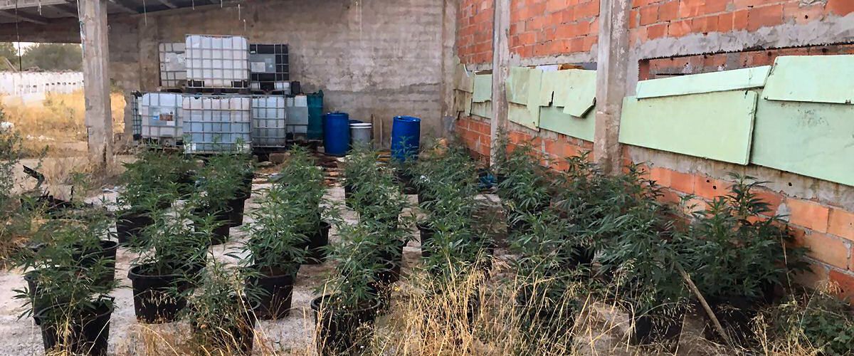 La Policía local de Vinaròs desmantela una plantación de 400 plantas de marihuana