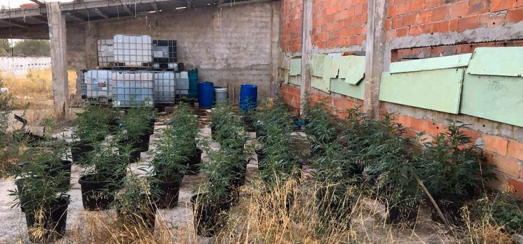 La Policía local de Vinaròs desmantela una plantación de 400 plantas de marihuana
