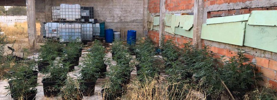 La Policía local de Vinaròs desmantela una plantación de 400 plantas de marihuana