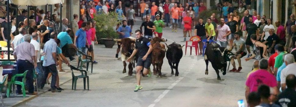 Els bous protagonitzen la jornada festiva d’Albocàsser