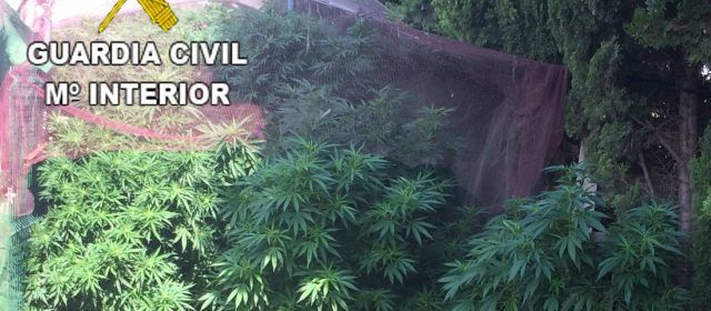 La Guardia Civil detiene a un hombre por cultivar marihuana en una vivienda de Vinaròs