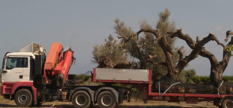 LA UNIÓ denuncia un espoli d’arbres centenaris d’oliveres a Sant Jordi