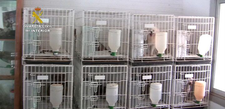 Moliner informa sobre els gossos d’un centre il·legal, la majoria, enviats a diverses protectores