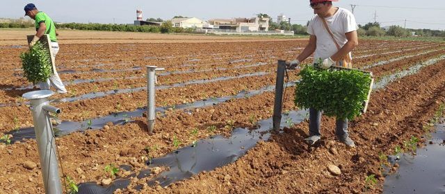 Pimiento destino industria, nueva línea en Benihort