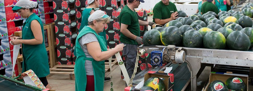 10.000 tn de producción: tramo final de la campaña de sandía Benihort