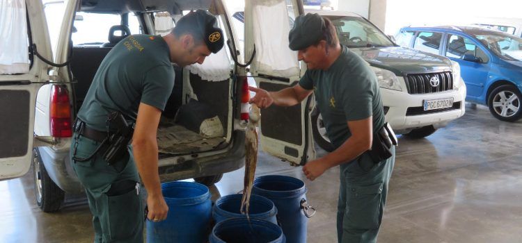 La Guardia Civil interviene a les Cases d’Alcanar más 220 kilos de pulpo