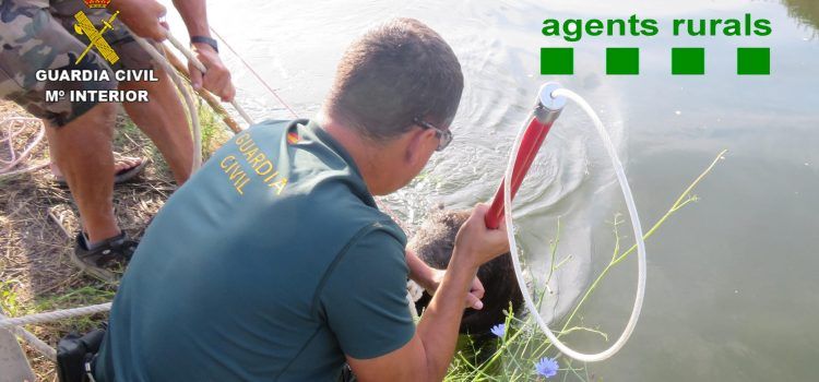 La Guardia Civil y els Agents Rurals salvan un jabalí de morir ahogado