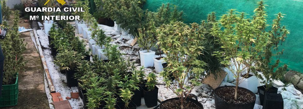 La Guardia Civil detiene en tres actuaciones a cuatro personas por cultivar marihuana en Oropesa, Rosell y Vistabella