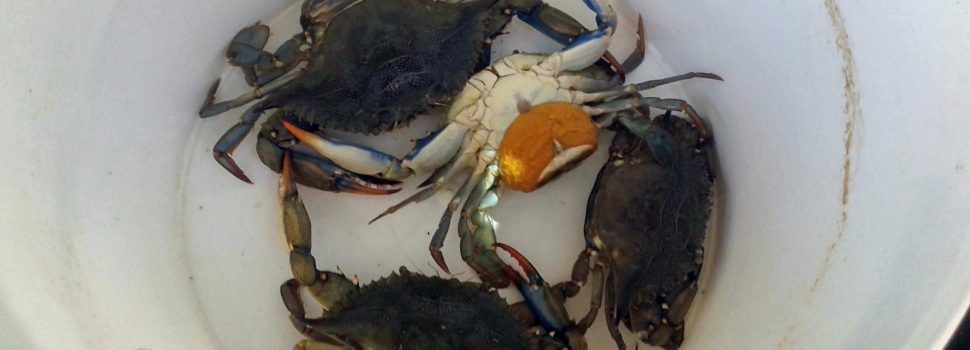 La proliferación de cangrejos azules amenaza con alterar el ecosistema, según los pescadores