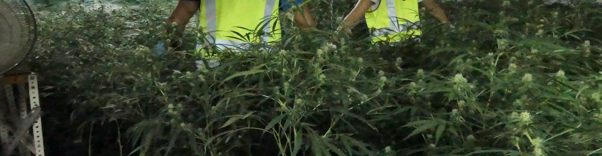 Desmanteladas cuatro plantaciones de marihuana soterradas para evitar su detección
