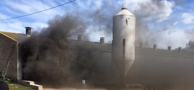 Fallecen por un incendio 24.000 pollos en una granja de Vinaròs