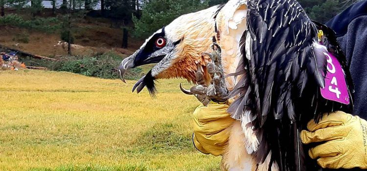 Medio Ambiente libera en la Tinença dos quebrantahuesos adultos procedentes del Pirineo aragonés