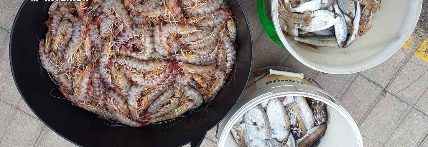 La Guardia Civil incauta 30 kilos de especies pesqueras en el Puerto de Peñíscola