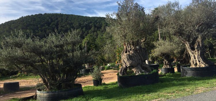 Navarrete (Compromís): El Govern admet que no ha actuat i desconeix la problemàtica de l’espoli d’oliveres centenàries o mil·lenàries
