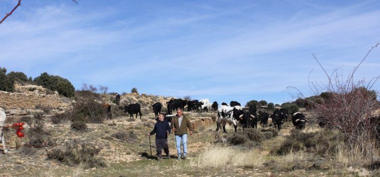 La transhumància arriba a la ruta del Llosar i a Vilafranca