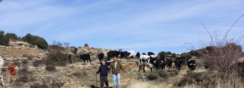 La transhumància arriba a la ruta del Llosar i a Vilafranca