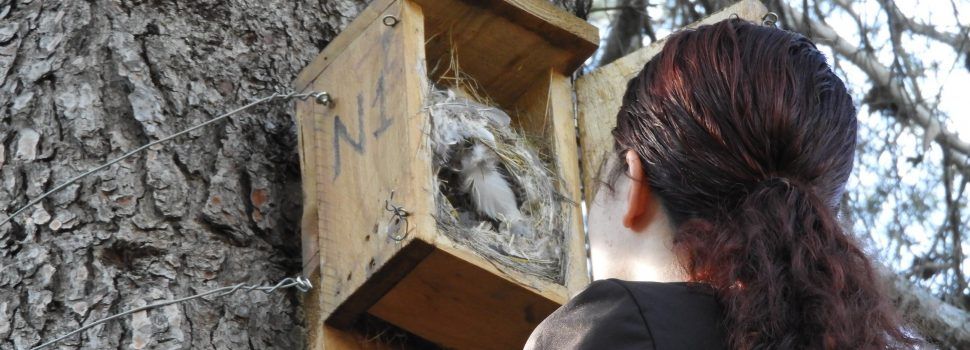 Las aves vuelven al cerro del Puig de Vinaròs gracias a las cajas nido