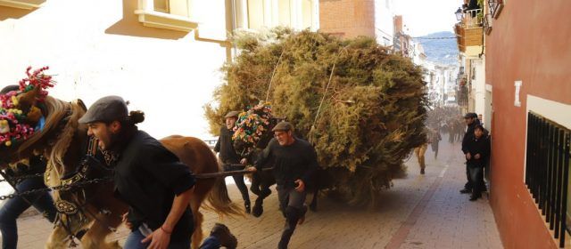 Albocàsser viu les Rossegades de Sant Antoni