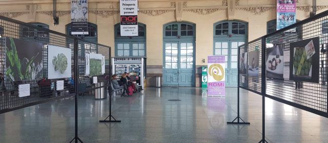 Setze trens diaris per a gaudir de la Festa de la Carxofa de Benicarló