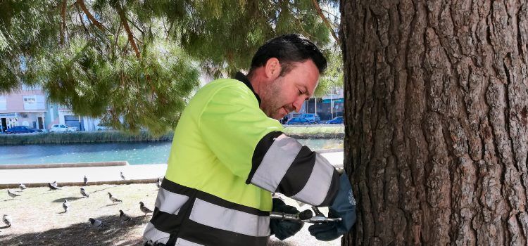 Restricció d’accés en zones enjardinades per tractaments amb endoteràpia a Peníscola per a la prevenció de la processionària