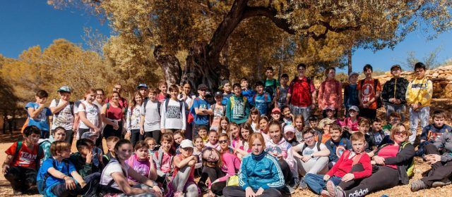 Activitats escolars amb oliveres mil·lenàries en 14 pobles del Territori Sénia