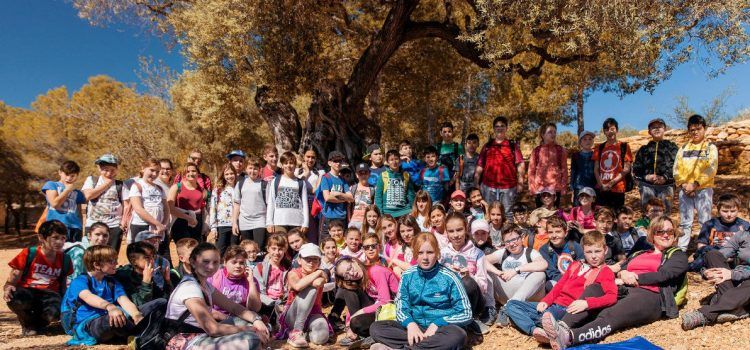 Activitats escolars amb oliveres mil·lenàries en 14 pobles del Territori Sénia