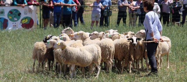 12 participantes en el Concurso de Perros Pastores de Ares, ganado por el turolense J.Ramón Boj