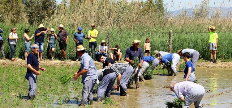 La plantada de l’arròs al Delta, en 85 fotos