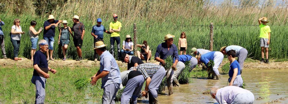 La plantada de l’arròs al Delta, en 85 fotos