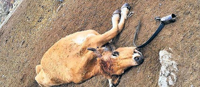 Los ganaderos proponen proponen dejar los animales muertos en el monte para que no ataquen a los vivos