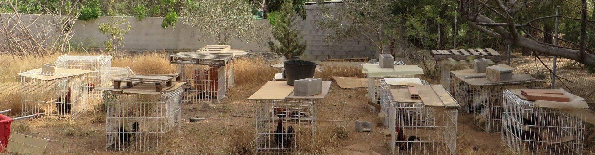 Denunciado un vecino de Amposta por la tenencia de gallos presuntamente utilizados en peleas