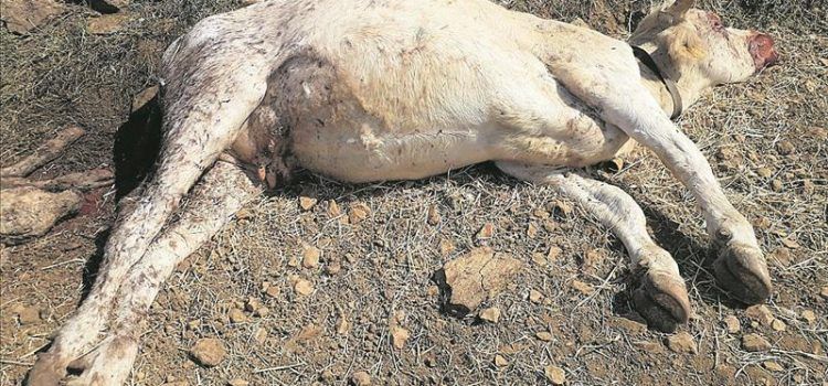 Nuevo ataque de buitres a ganado vivo en Els Ports