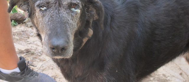 Detenido el supuesto autor de un delito de maltrato animal en Benicarló