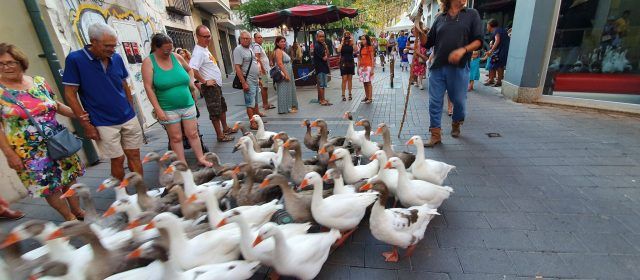 A Benicarló, les oques van al mercat (medieval)