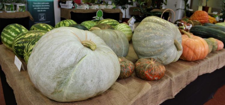 Benicarló muestra lo mejor de su campo
