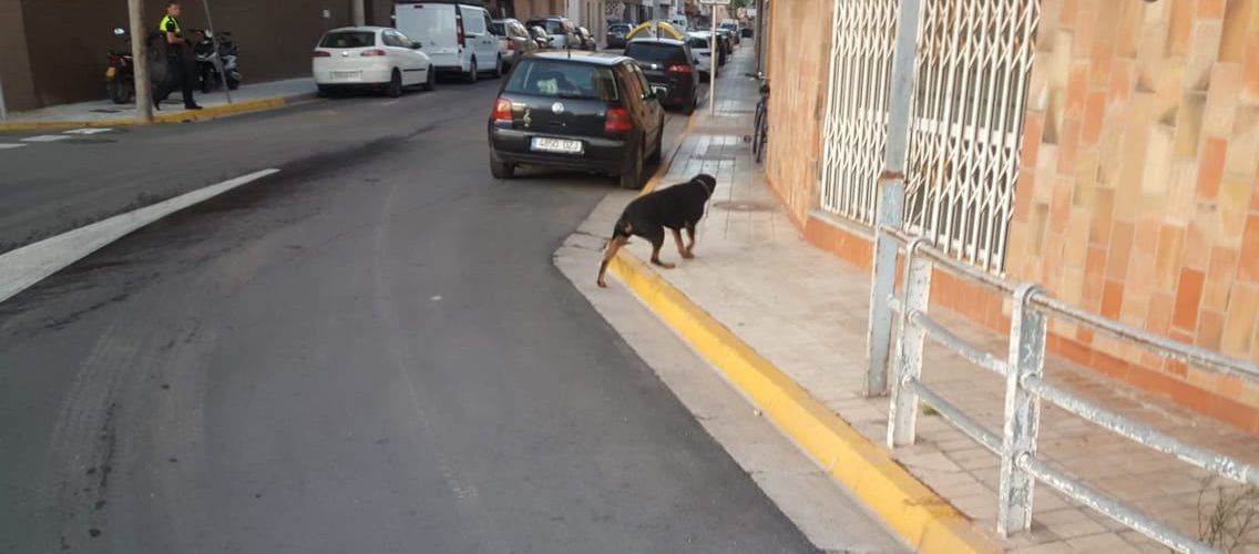 Dos rottweilers matan a un gato y dañan un turismo en Benicarló