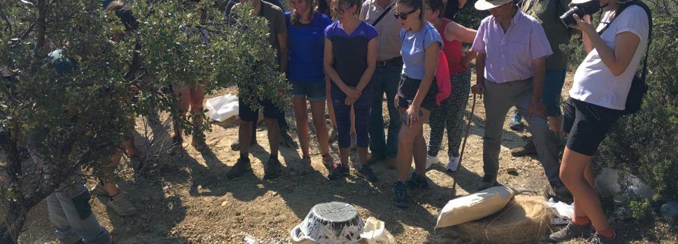 Continuen les excavacions en busca de dinosaures a Portell