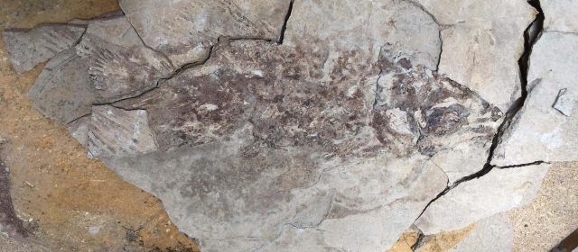 La Asociación Paleontológica de Vinaròs participó en excavaciones en Las Hoyas