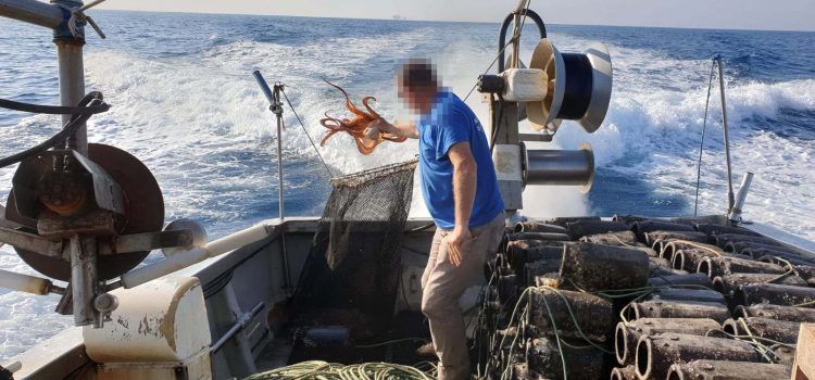 Intervienen en el litoral del Delta de l’Ebre 500 cadups para la captura del pulpo.