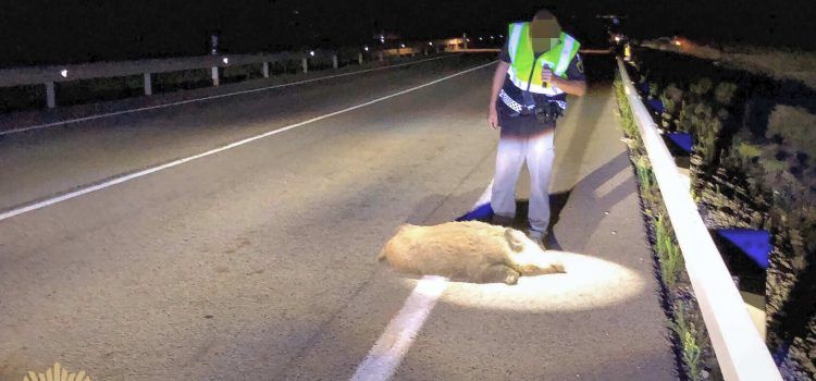 Accident provocat per un senglar a la N-232 a Vinaròs