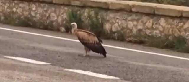 Un buitre muy morellano