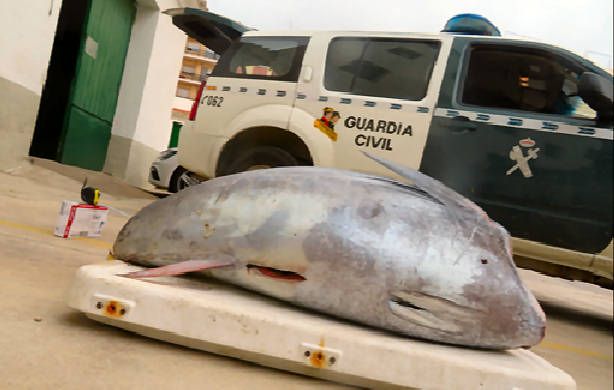 La Guardia Civil denuncia a dos pescadores recreativos por pescar atún en periodo de veda