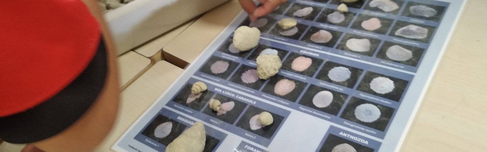 Els escolars calijons descobreixen la paleontologia