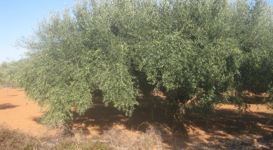 LA UNIÓ de Llauradors considera que la autorregulación en el sector del aceite sería un mal parche