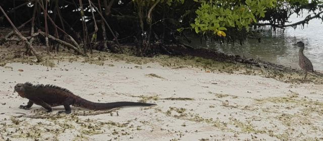 Javier Carmona, un geólogo explorando las Galápagos