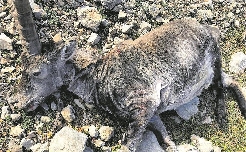 Alerta ante el aumento de cabras hispánicas fallecidas por sarna