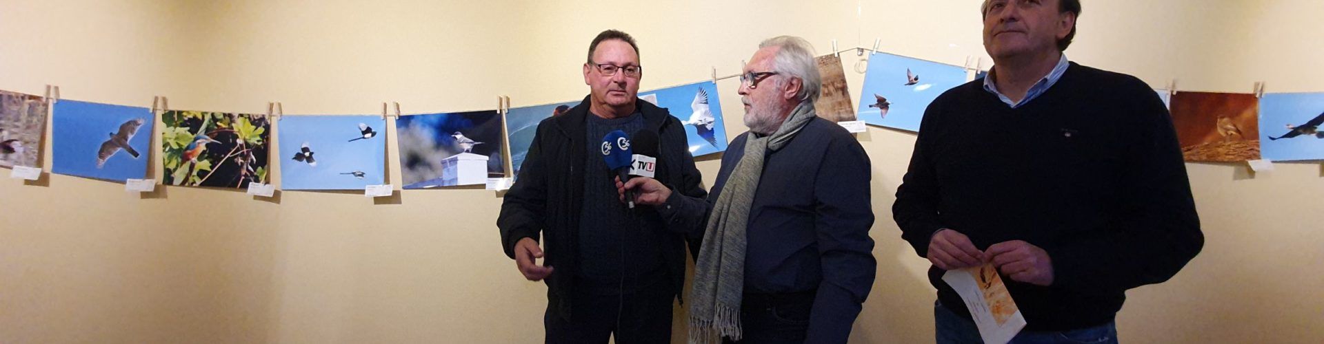 Tots els pardals de Vinaròs i comarca, fotografiats per Manuel Beltrán